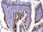 CDC20 Antibody in Immunohistochemistry (Paraffin) (IHC (P))