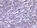 CDC20 Antibody in Immunohistochemistry (Paraffin) (IHC (P))