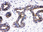 CDC6 Antibody in Immunohistochemistry (Paraffin) (IHC (P))