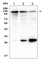 P-cadherin Antibody in Western Blot (WB)