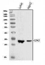 CDK2 Antibody in Western Blot (WB)