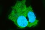 CES1 Antibody in Immunocytochemistry (ICC/IF)