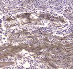 Creatine Kinase BB Antibody in Immunohistochemistry (Paraffin) (IHC (P))