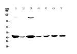 Creatine Kinase BB Antibody in Western Blot (WB)