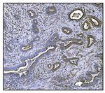 CLPP Antibody in Immunohistochemistry (Paraffin) (IHC (P))