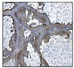 CLPP Antibody in Immunohistochemistry (Paraffin) (IHC (P))