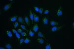 CLPX Antibody in Immunocytochemistry (ICC/IF)