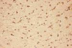 CNTF Antibody in Immunohistochemistry (Paraffin) (IHC (P))