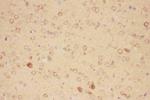 CNTF Antibody in Immunohistochemistry (Paraffin) (IHC (P))