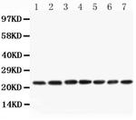 CNTF Antibody in Western Blot (WB)