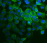 COL4A2 Antibody in Immunocytochemistry (ICC/IF)