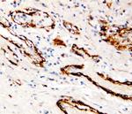 COL4A2 Antibody in Immunohistochemistry (Paraffin) (IHC (P))