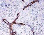 COL4A2 Antibody in Immunohistochemistry (Paraffin) (IHC (P))