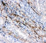 COL4A2 Antibody in Immunohistochemistry (Paraffin) (IHC (P))