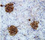 COL4A2 Antibody in Immunohistochemistry (Frozen) (IHC (F))