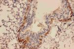 COL4A2 Antibody in Immunohistochemistry (Paraffin) (IHC (P))