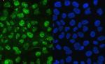 JAB1 Antibody in Immunocytochemistry (ICC/IF)