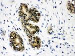 JAB1 Antibody in Immunohistochemistry (Paraffin) (IHC (P))