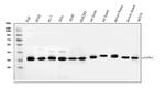 JAB1 Antibody in Western Blot (WB)