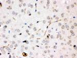 Ceruloplasmin Antibody in Immunohistochemistry (Paraffin) (IHC (P))