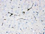 Ceruloplasmin Antibody in Immunohistochemistry (Paraffin) (IHC (P))