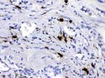 Carboxypeptidase B2 Antibody in Immunohistochemistry (Paraffin) (IHC (P))