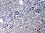 CRP Antibody in Immunohistochemistry (Paraffin) (IHC (P))