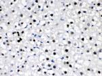 CRY2 Antibody in Immunohistochemistry (Paraffin) (IHC (P))