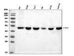 CtBP2 Antibody in Western Blot (WB)