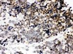 CTCF Antibody in Immunohistochemistry (Paraffin) (IHC (P))