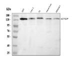 CTCF Antibody in Western Blot (WB)