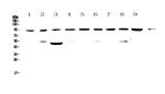 Cullin 5 Antibody in Western Blot (WB)