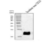 CXCL10 (IP-10) Antibody in Western Blot (WB)