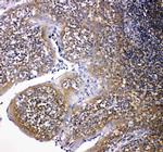 NOX2 Antibody in Immunohistochemistry (Paraffin) (IHC (P))