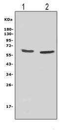 NOX2 Antibody in Western Blot (WB)