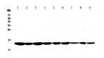 Cytochrome C Antibody in Western Blot (WB)