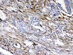 Cytoglobin Antibody in Immunohistochemistry (Paraffin) (IHC (P))