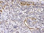 Cytoglobin Antibody in Immunohistochemistry (Paraffin) (IHC (P))