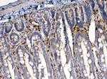 Cytoglobin Antibody in Immunohistochemistry (Paraffin) (IHC (P))