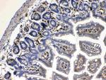 Cytoglobin Antibody in Immunohistochemistry (Paraffin) (IHC (P))