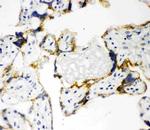 CYP11A1 Antibody in Immunohistochemistry (Frozen) (IHC (F))