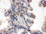 CYP27B1 Antibody in Immunohistochemistry (Paraffin) (IHC (P))