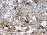 CYP2D6 Antibody in Immunohistochemistry (Paraffin) (IHC (P))