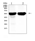 CYP2D6 Antibody in Western Blot (WB)