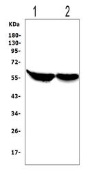 CYP2E1 Antibody in Western Blot (WB)