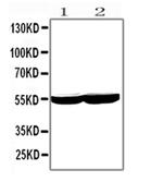 CYP2E1 Antibody in Western Blot (WB)