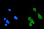 DAXX Antibody in Immunocytochemistry (ICC/IF)