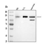 DAXX Antibody in Western Blot (WB)