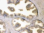 DBI Antibody in Immunohistochemistry (Paraffin) (IHC (P))