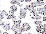 DBI Antibody in Immunohistochemistry (Paraffin) (IHC (P))